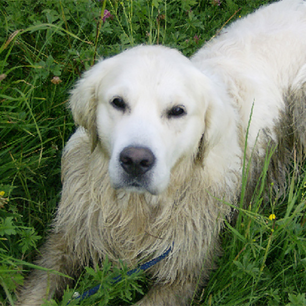 Alma Rubia Alma Rubia Allevamento Cani Golden Retriever Di