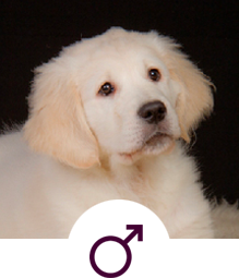 Alma Rubia Alma Rubia Allevamento Cani Golden Retriever Di