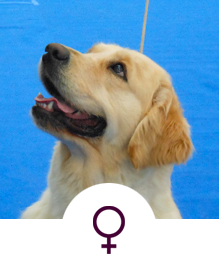 Alma Rubia Alma Rubia Allevamento Cani Golden Retriever Di