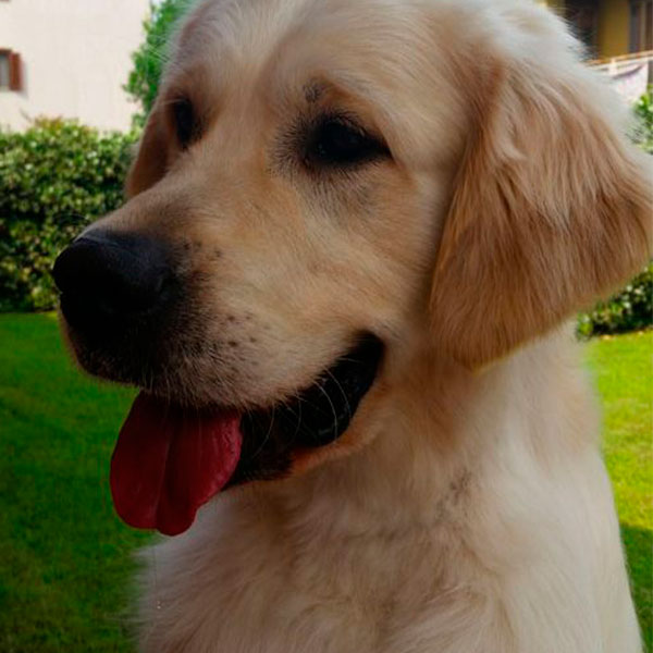 Alma Rubia Alma Rubia Allevamento Cani Golden Retriever Di